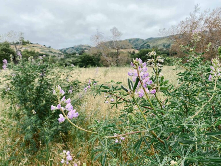 Rancho Loop – Garland Ranch (Carmel Valley)