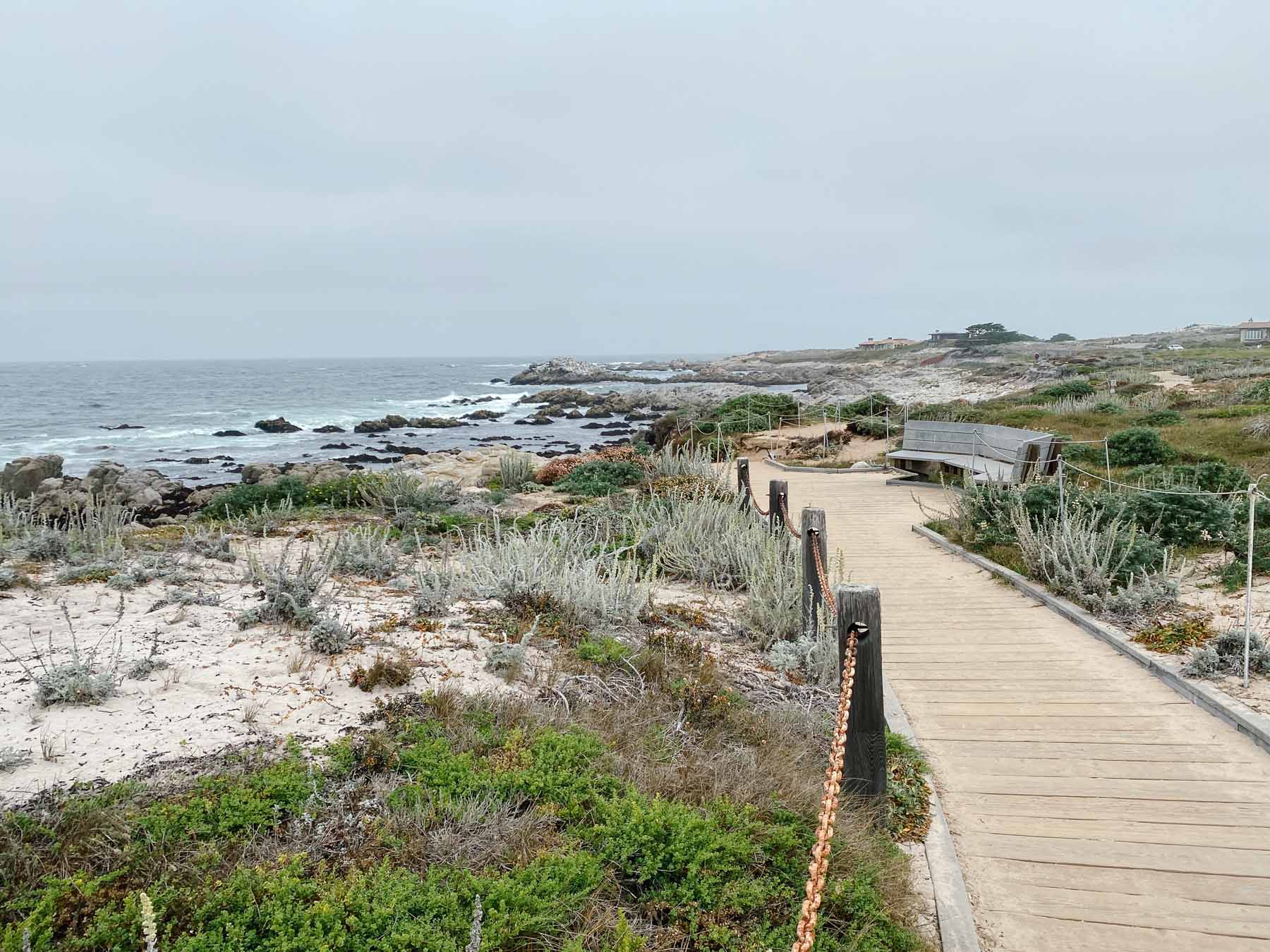 Asilomar Beach and Coast Trail (Pacific Grove)